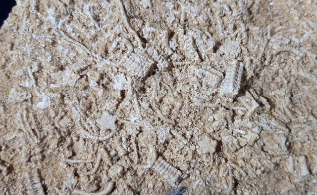 Pentacrinites aff. scalaris (GOLDFUSS 1831) - Bild &copy; FossNet FossilienStore